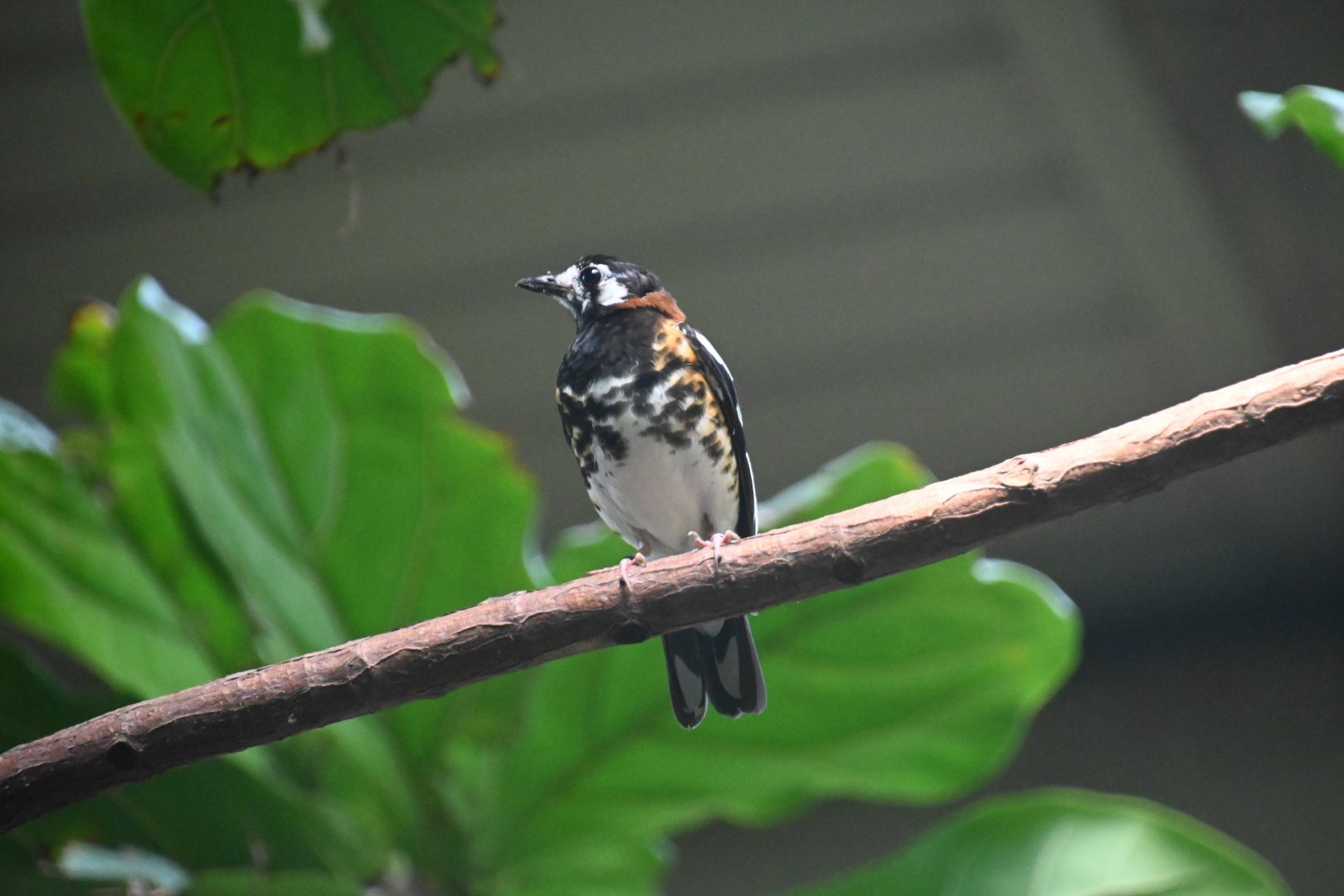 Chestnut-backed thrush (Geokichla dohertyi)