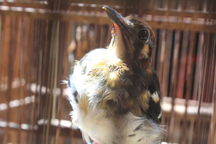 Chestnut-backed thrush (Geokichla dohertyi)