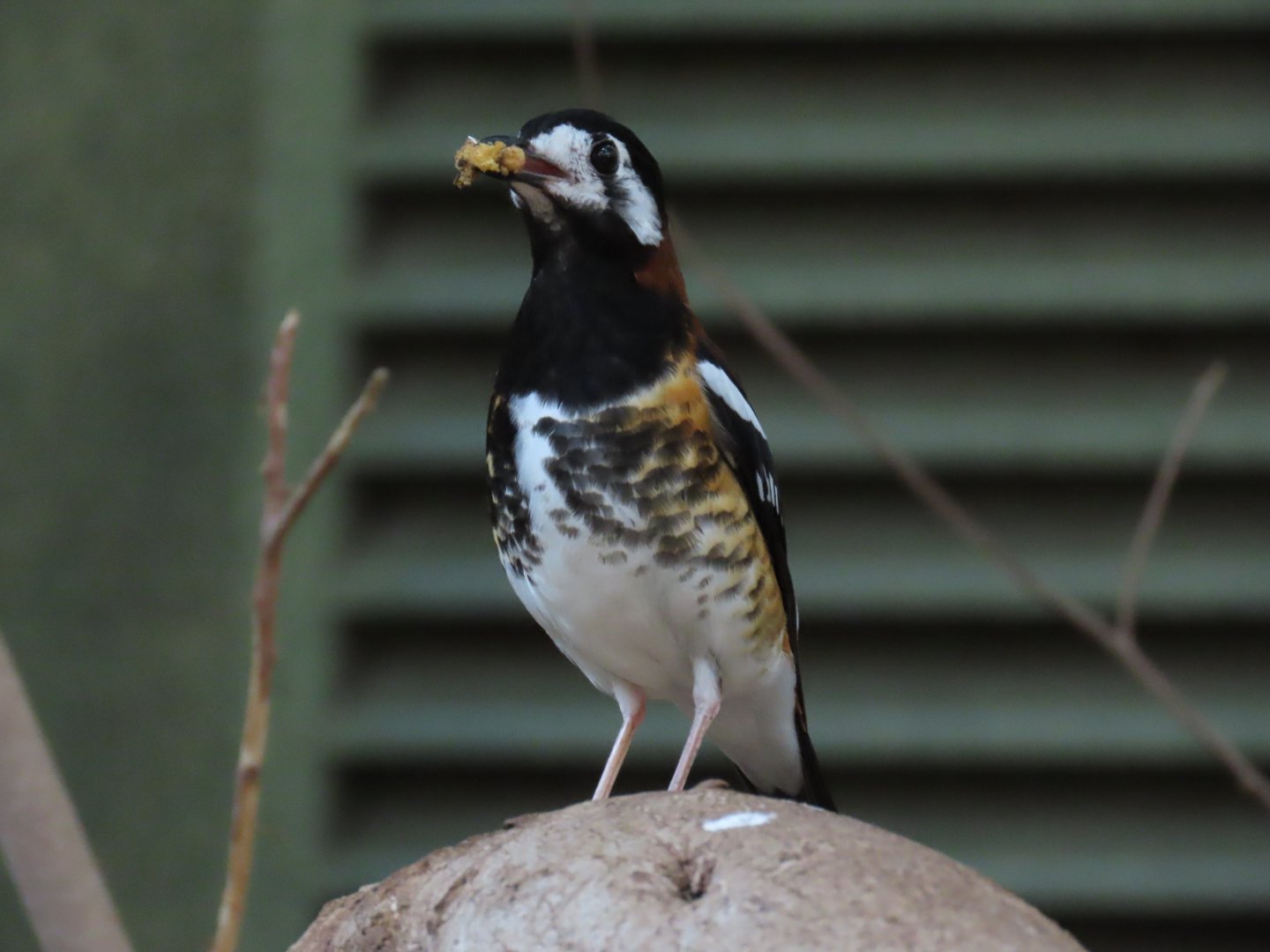 Chestnut-backed Thrush (Geokichla dohertyi)