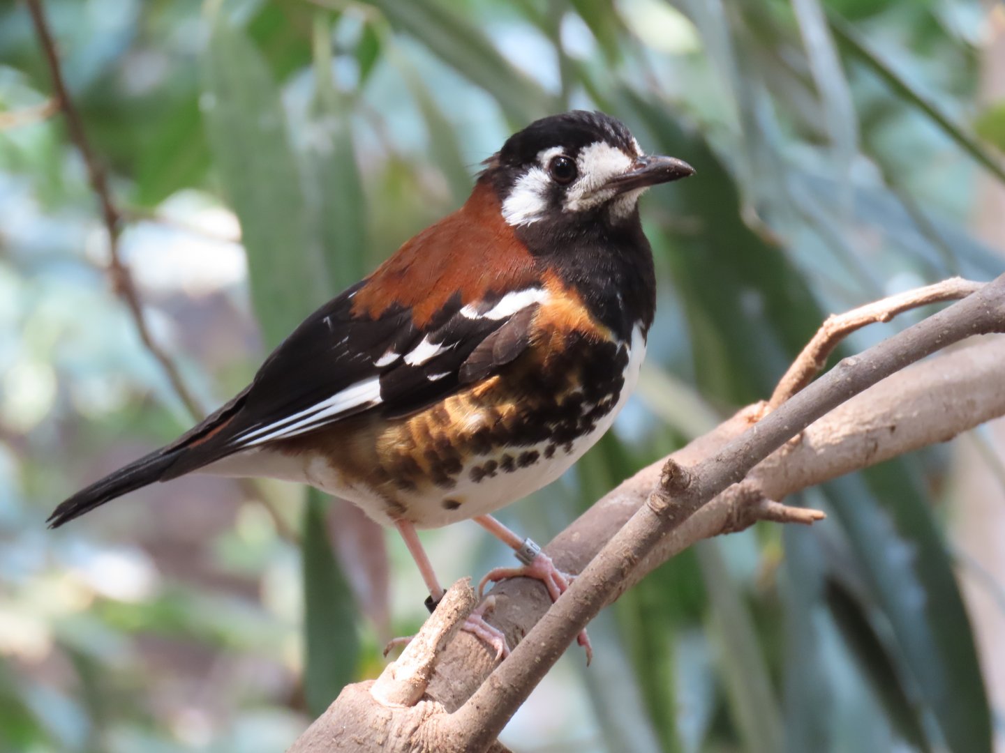 Chestnut-backed Thrush (Geokichla dohertyi)