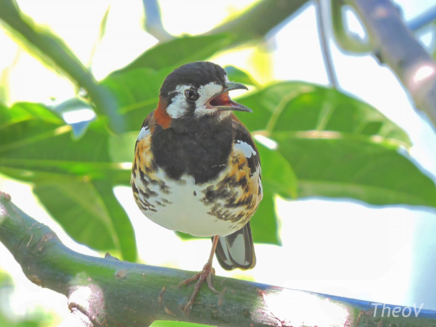 Chestnut-backed thrush - Owens Aviary [2015]