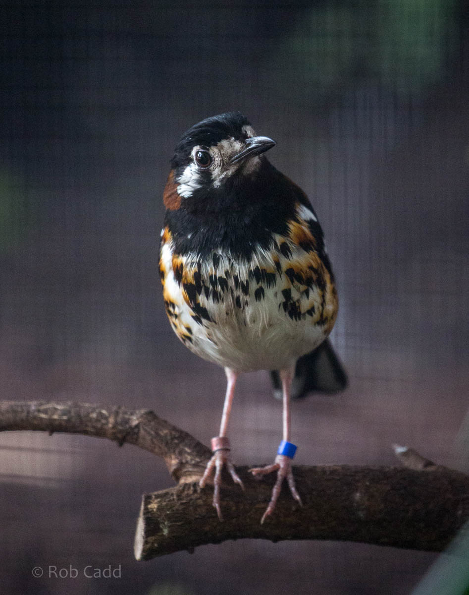 Chestnut-backed thrush : Waddesdon : 03 Oct 2015