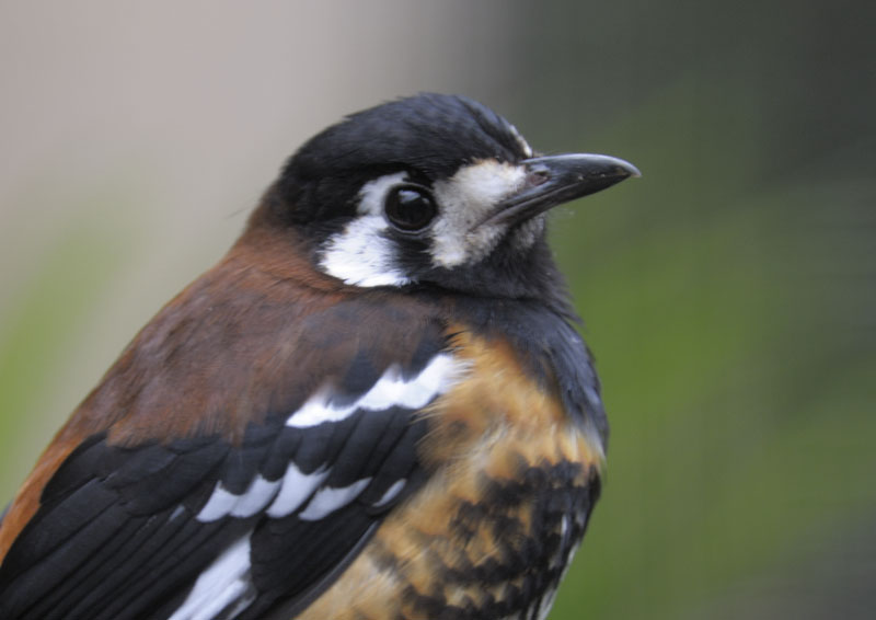 Chestnut-backed thrush