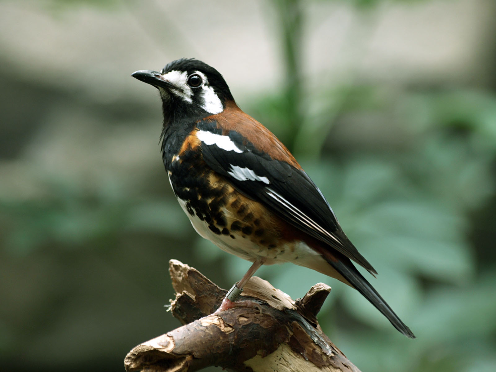 Chestnut-backed thrush