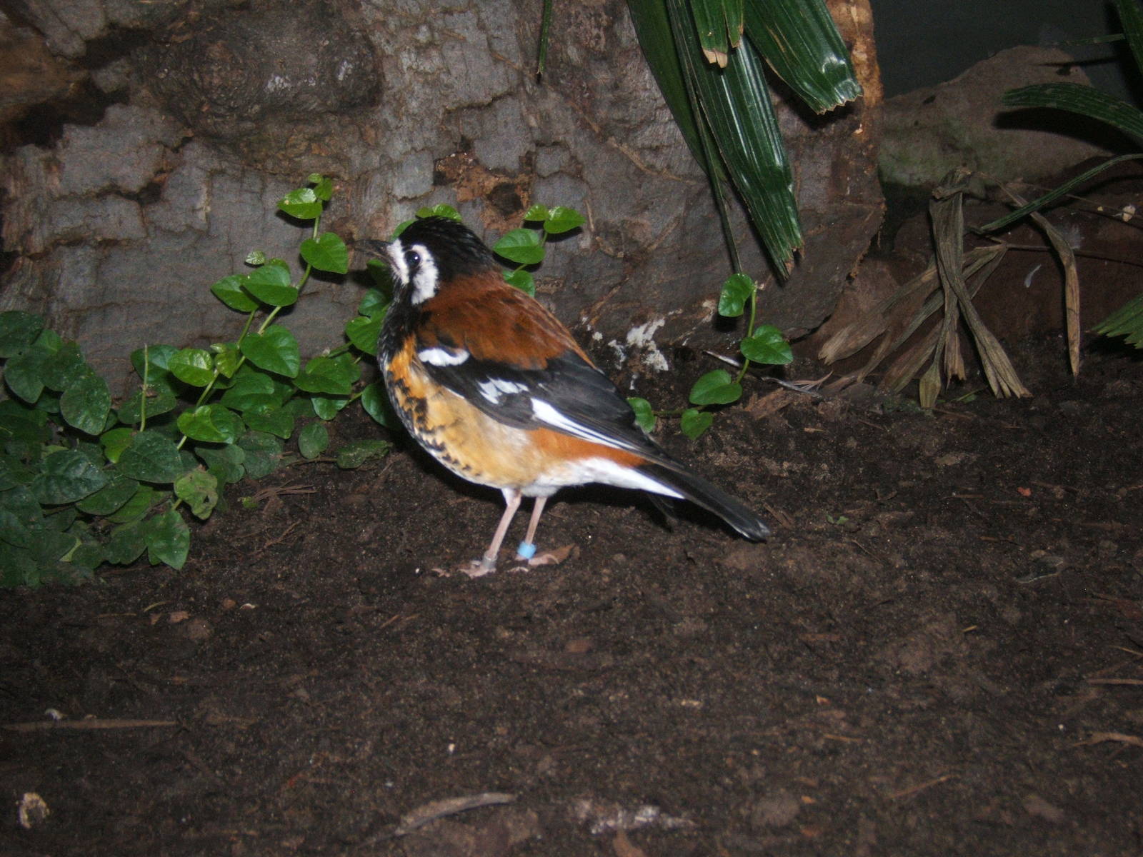 Chestnut-backed Thrush