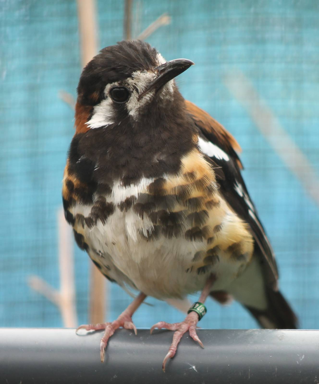 Chestnut backed thrush