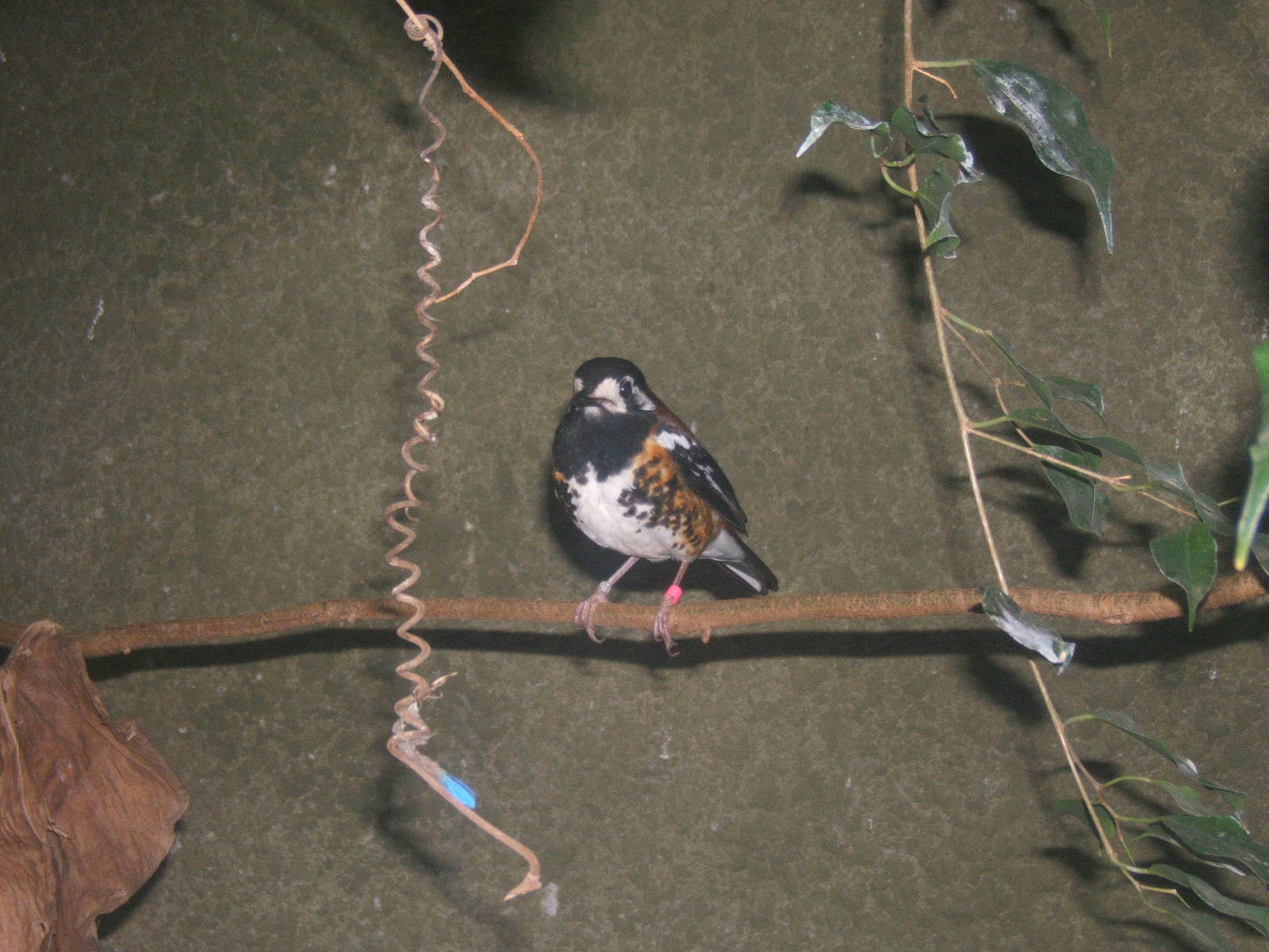 Chestnut-backed Thrush