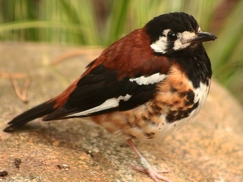 Chestnut-backed Thrush