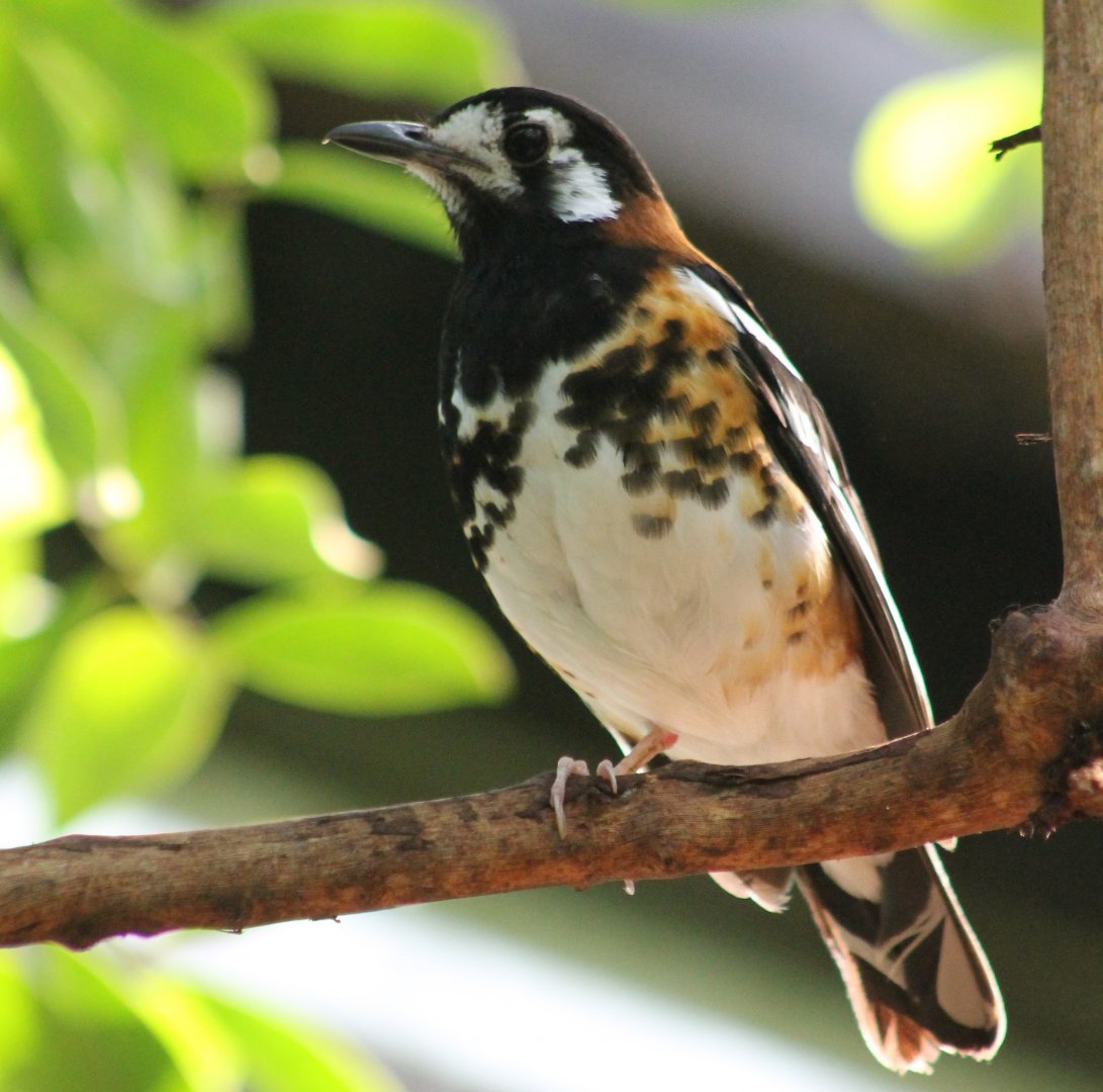 Chestnut-backed thrush