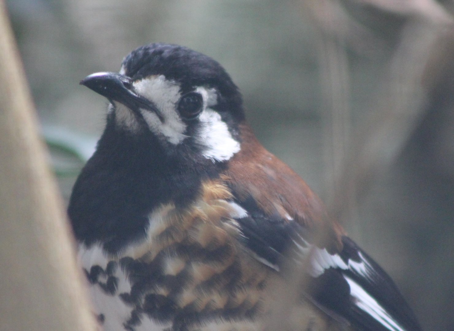 Chestnut-backed thrush