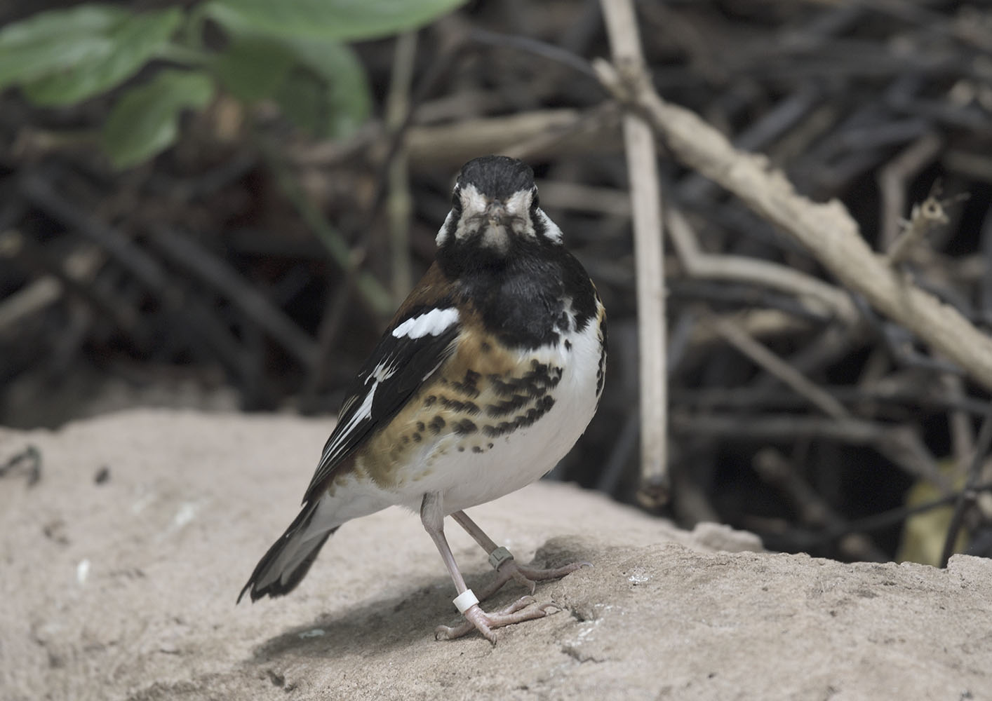 Chestnut-backed thrush