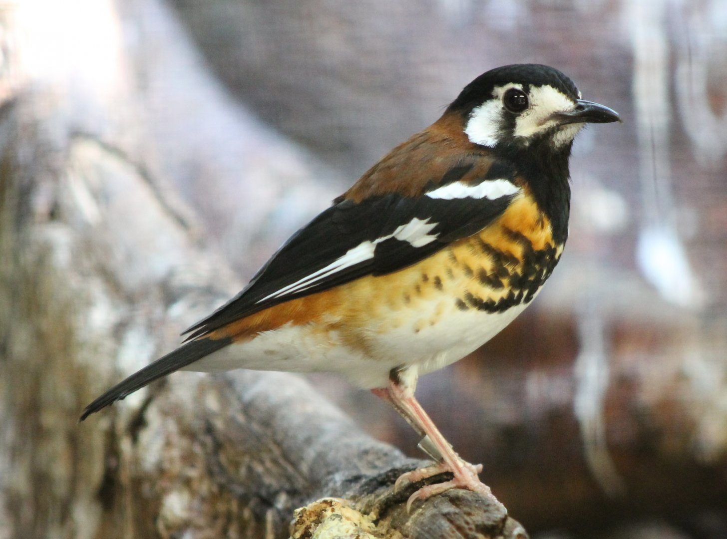Chestnut-backed thrush