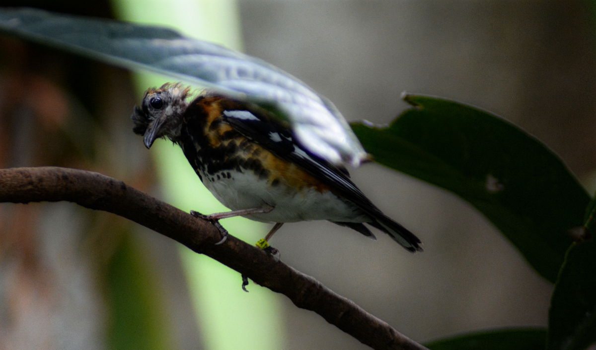 Chestnut Backed Thrush