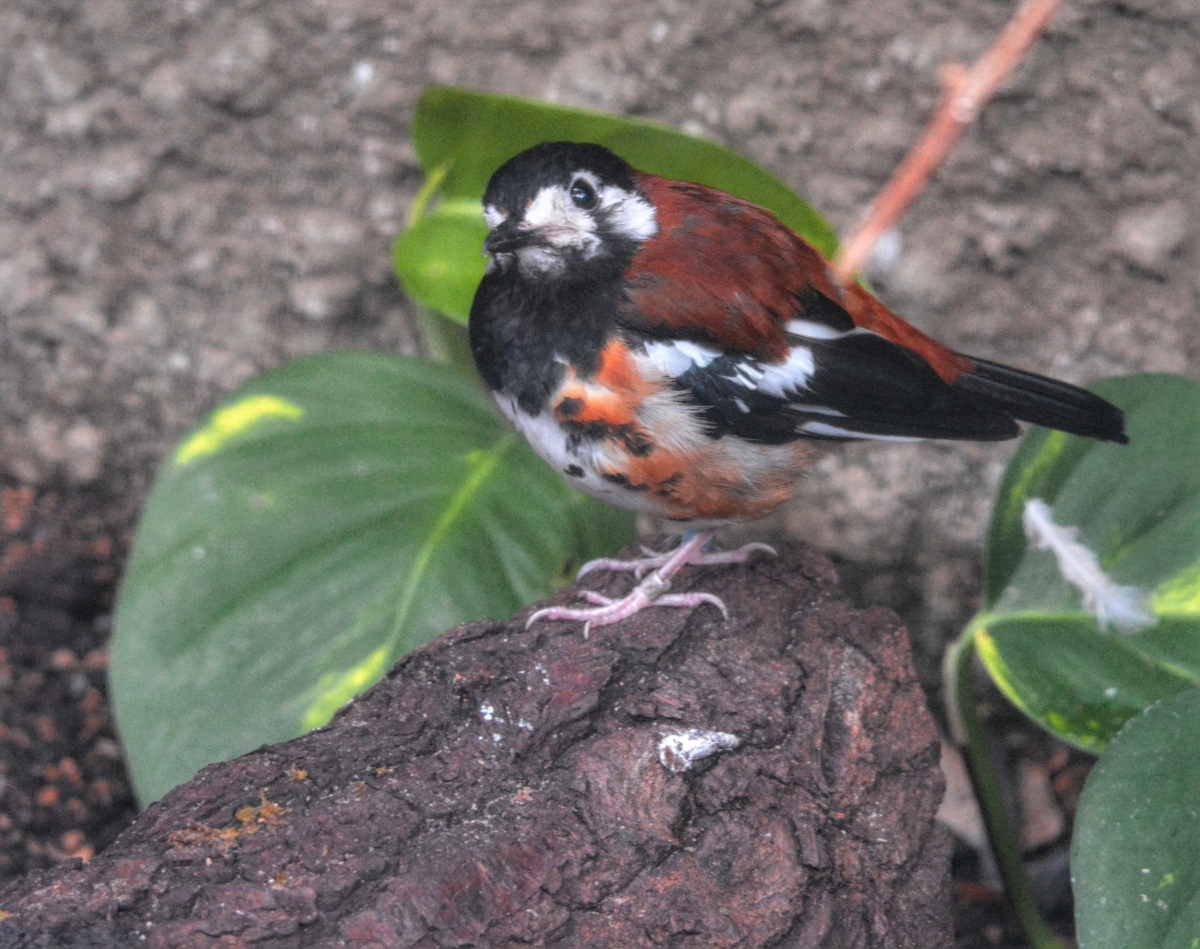 chestnut backed thrush