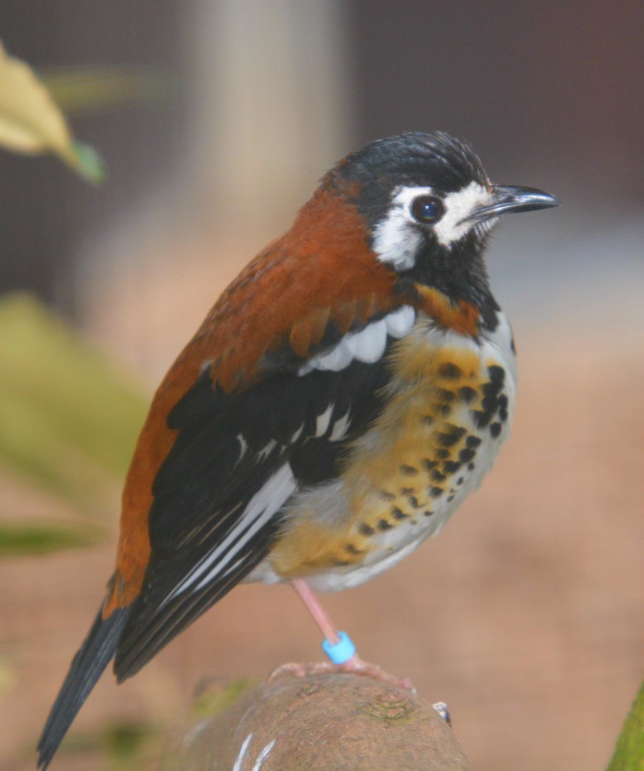 Chestnut Backed Thrush
