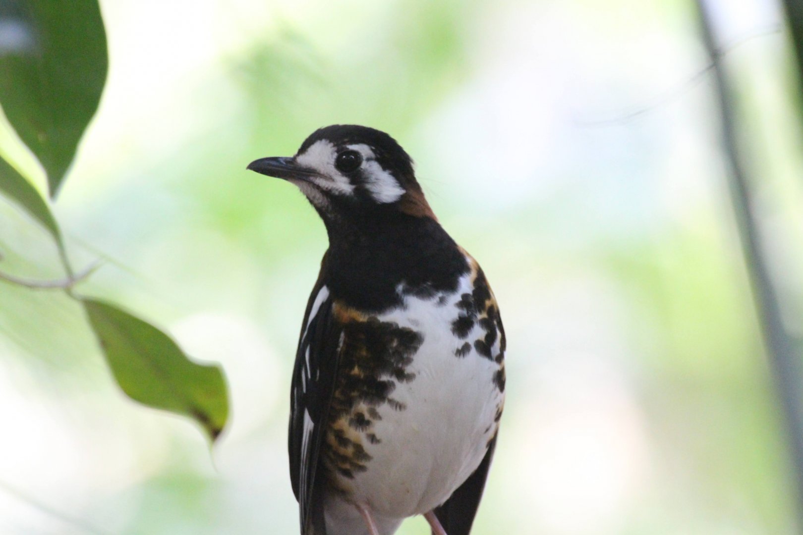 Chestnut-backed Thrush