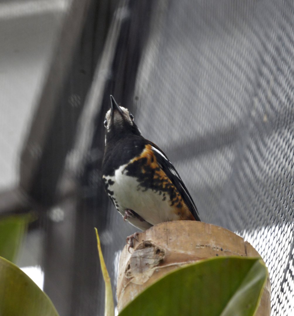 Chestnut backed thrush