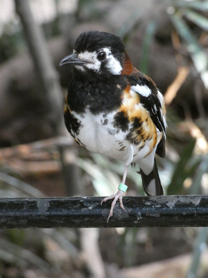 Chestnut-backed thrush