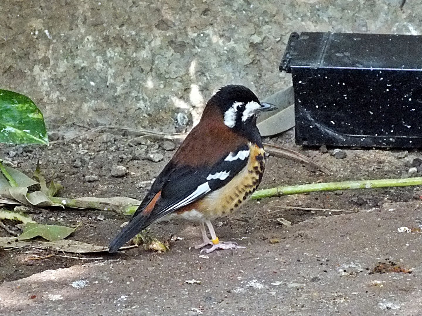 Chestnut-backed thrush