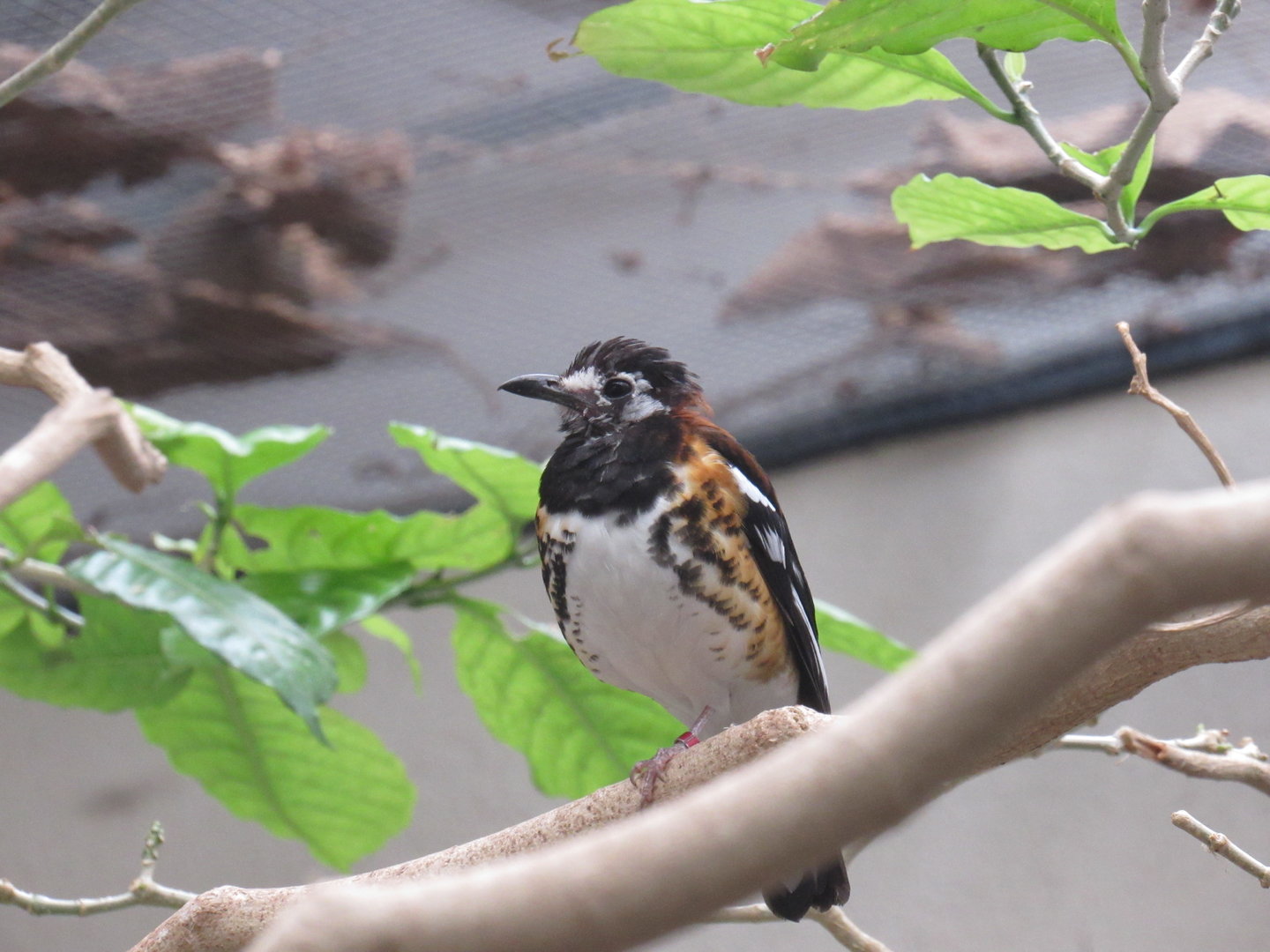Chestnut-Backed Thrush
