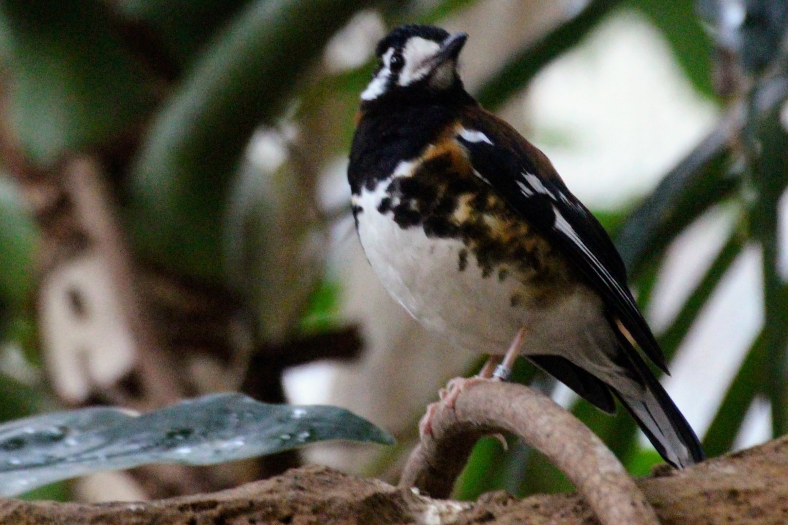Chestnut-backed Thrush