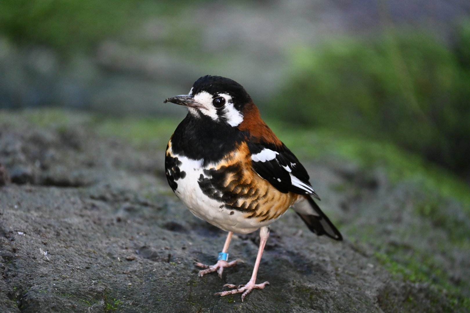 Chestnut-Backed Thrush