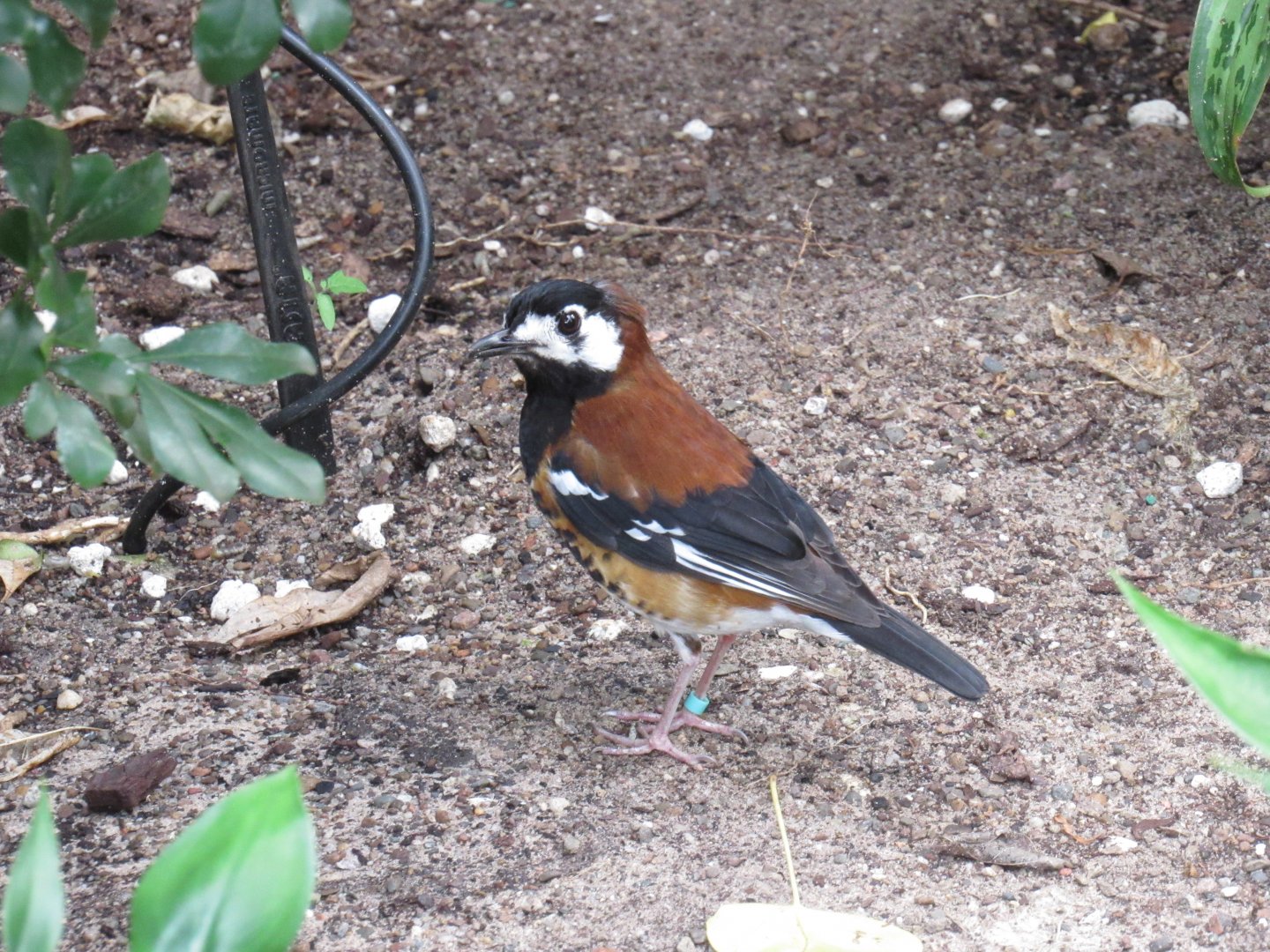 Chestnut-backed thrush