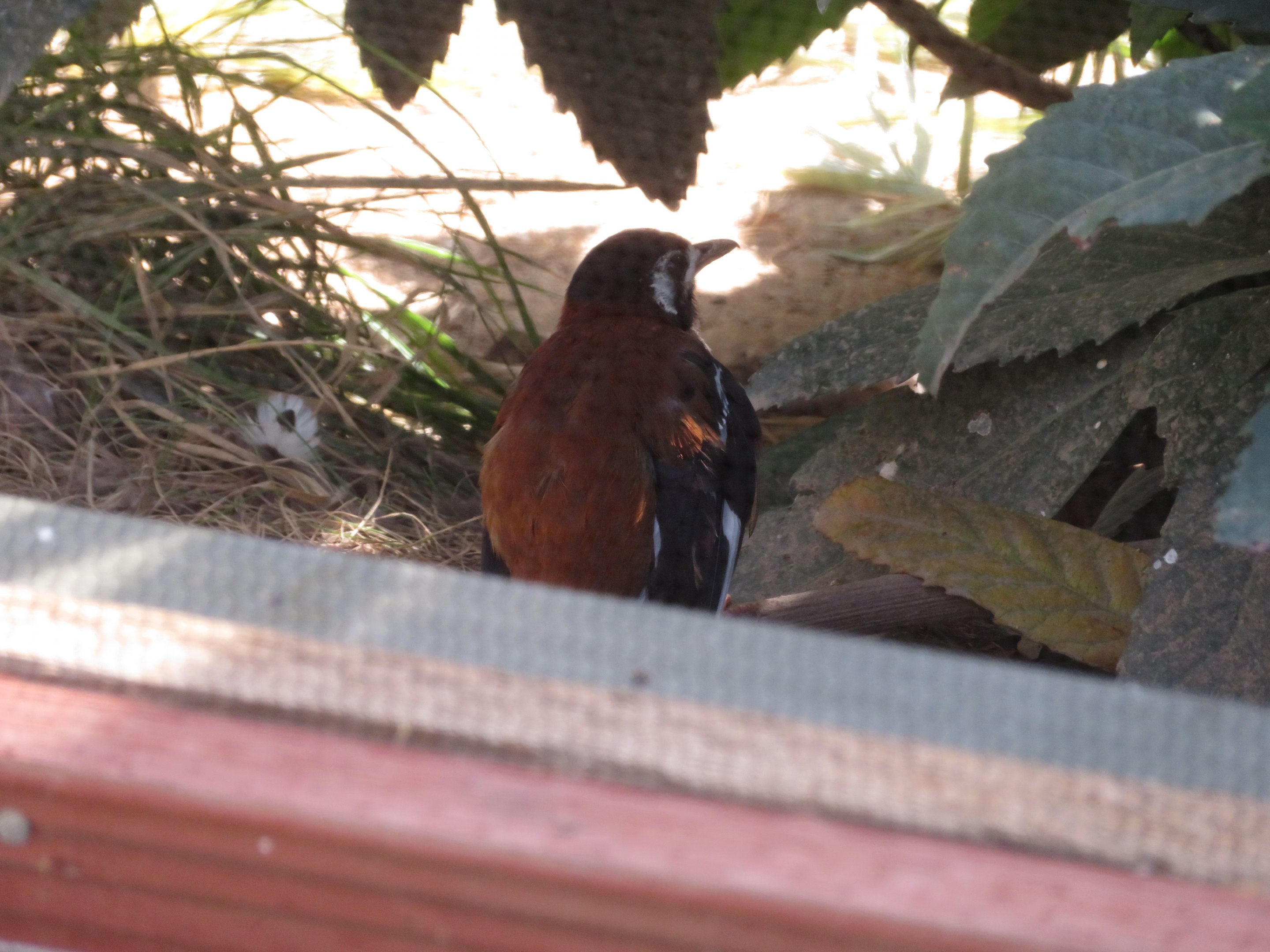 Chestnut-backed Thrush