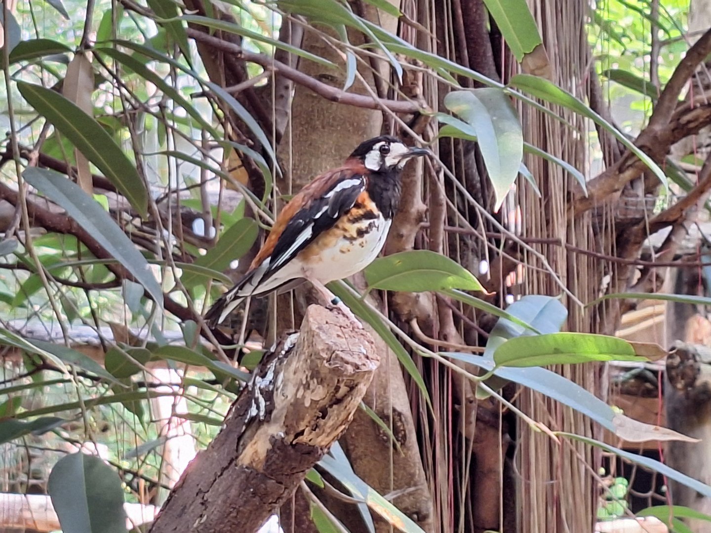 Chestnut-backed Thrush
