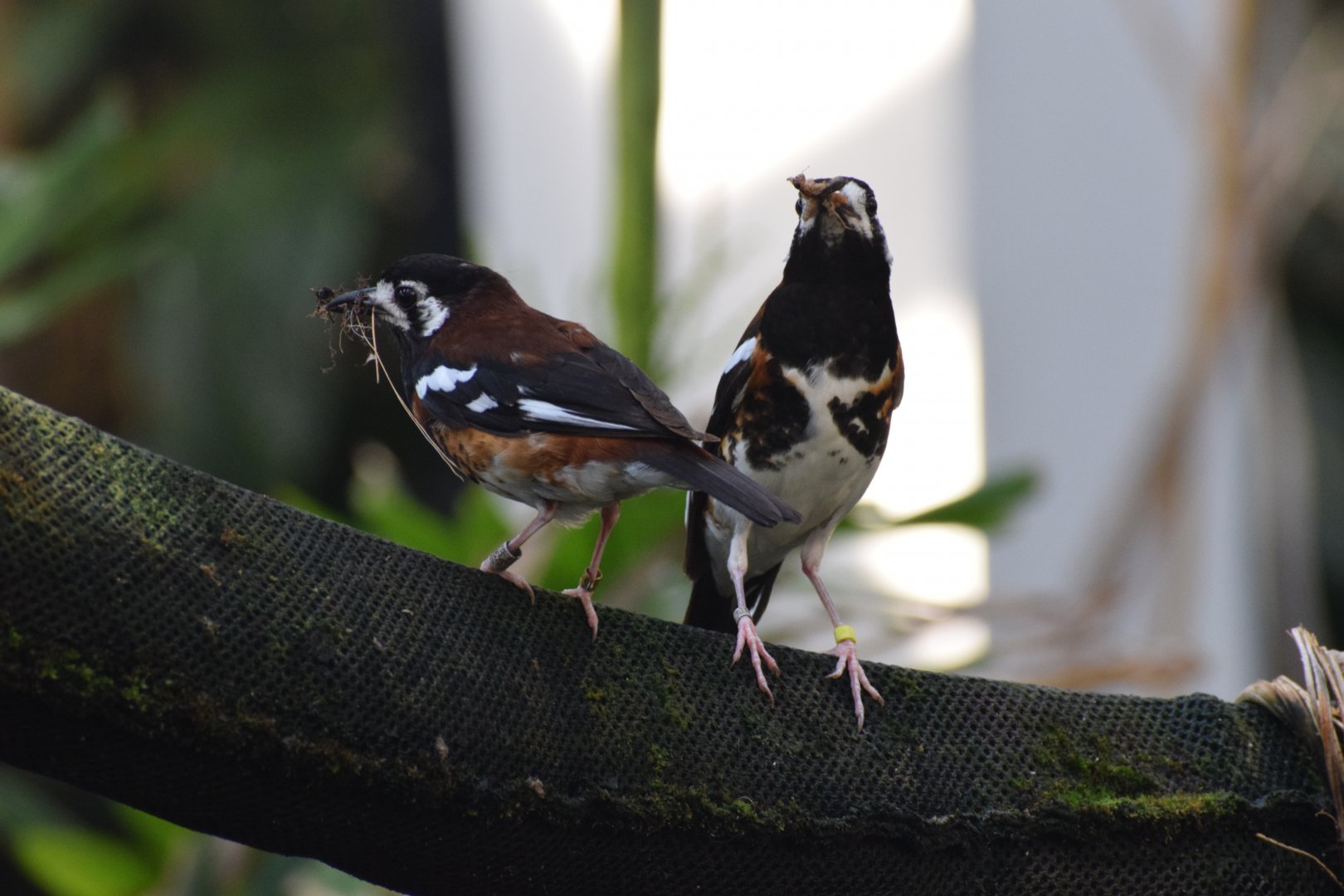 Chestnut-backed trush