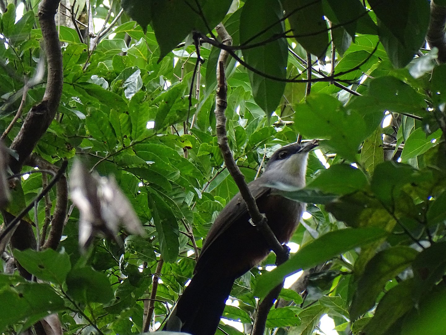 Chestnut-bellied cuckoo (Hyetornis pluvialis) Wild in Jamaica