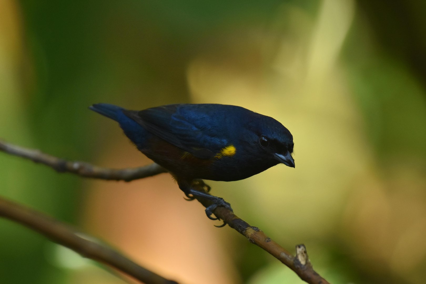 Chestnut-bellied Euphonia Euphonia pectoralis