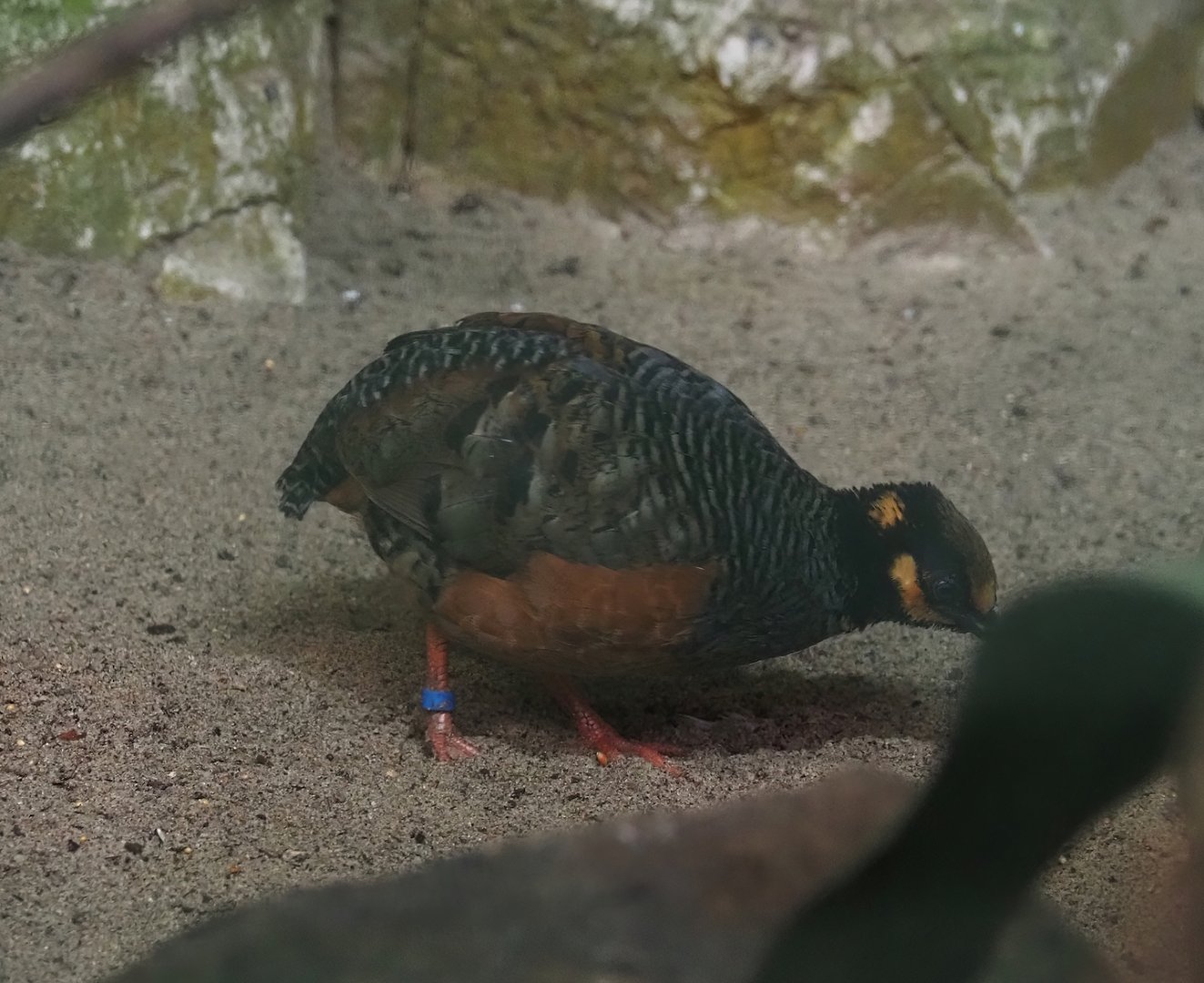 Chestnut-bellied hill partridge (Arborophila javanica), 2024-05-22