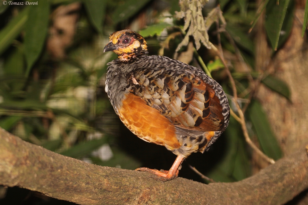 Chestnut-bellied Hill Partridge (Arborophila javanica) June 2012