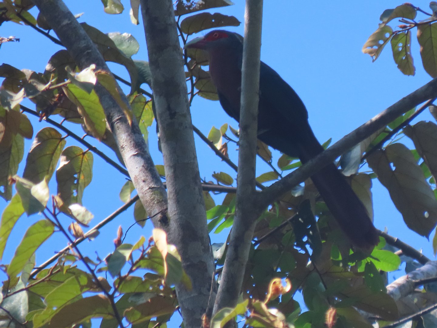 Chestnut-bellied malkoha (Phaenicophaeus sumatranus)