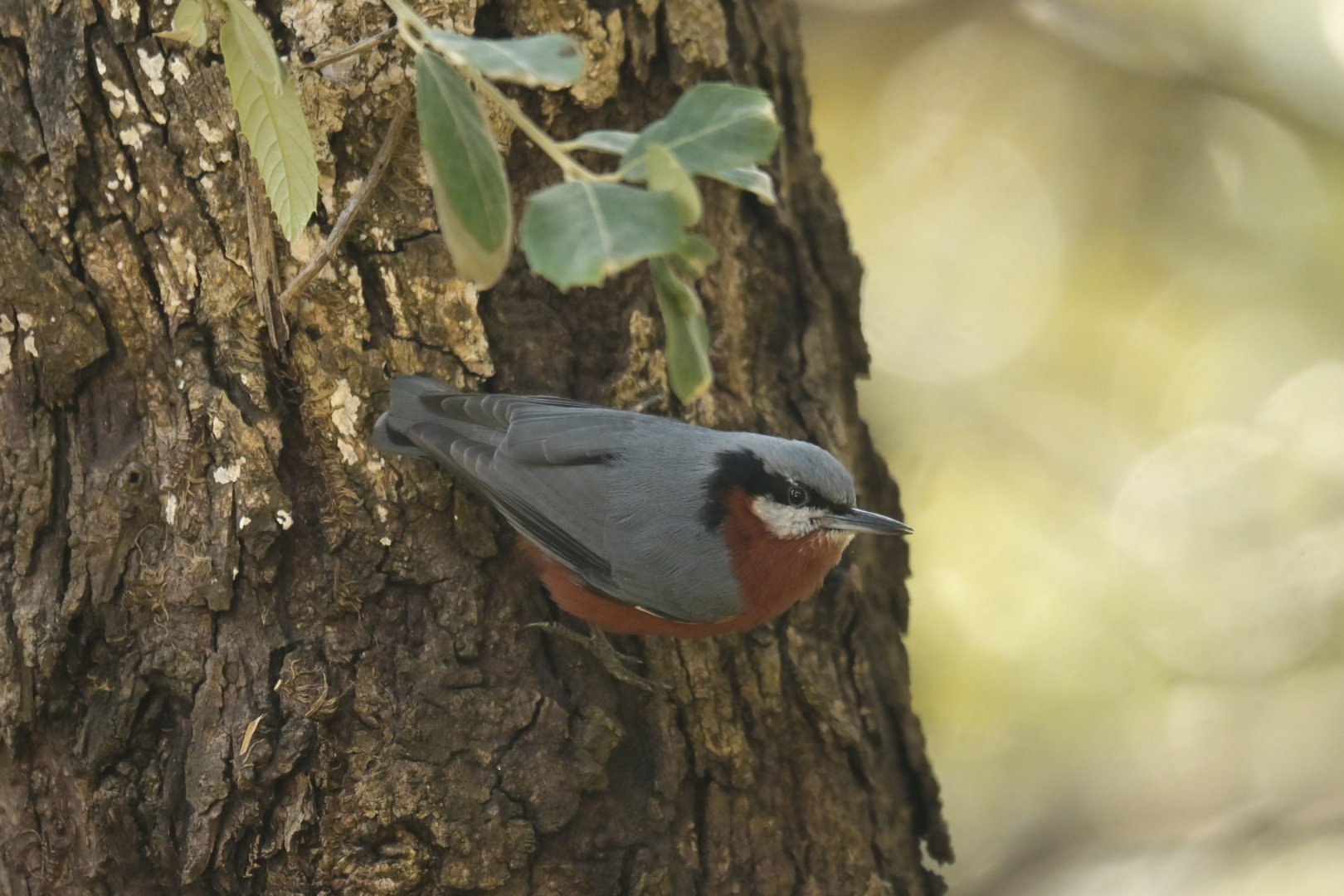 Chestnut-bellied Nuthatch Sitta cinnamoventris