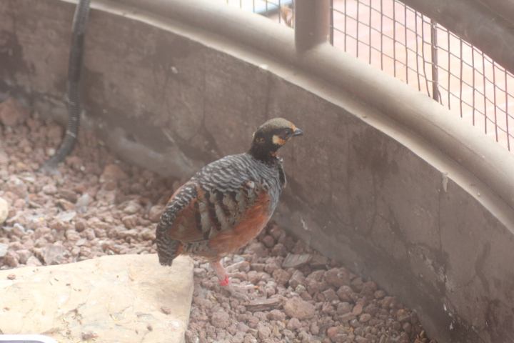 Chestnut-bellied partridge (Arborophila javanica)
