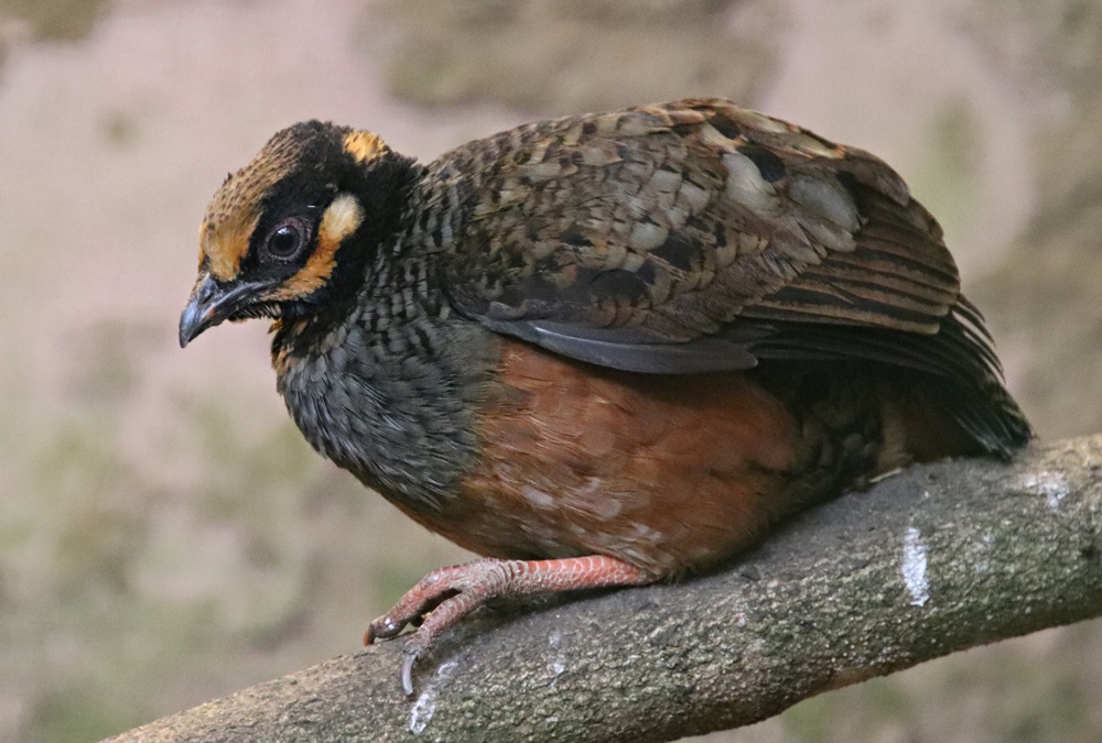 Chestnut-bellied partridge (Arborophila javanica)