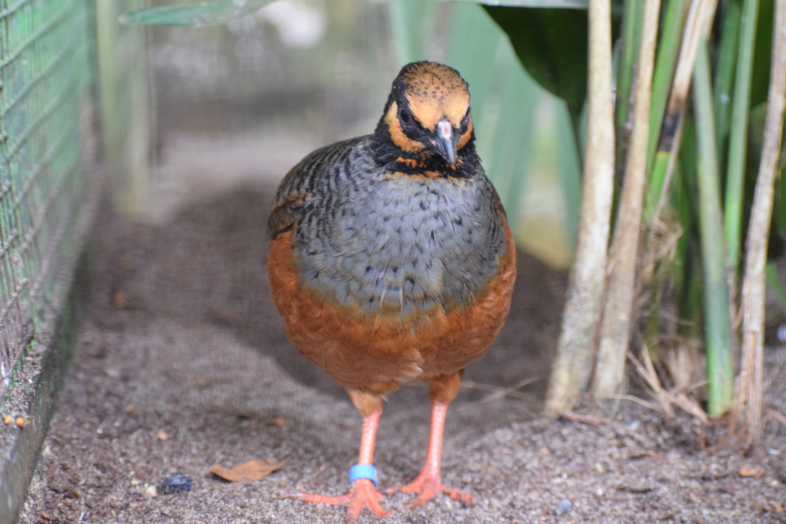Chestnut-bellied partridge