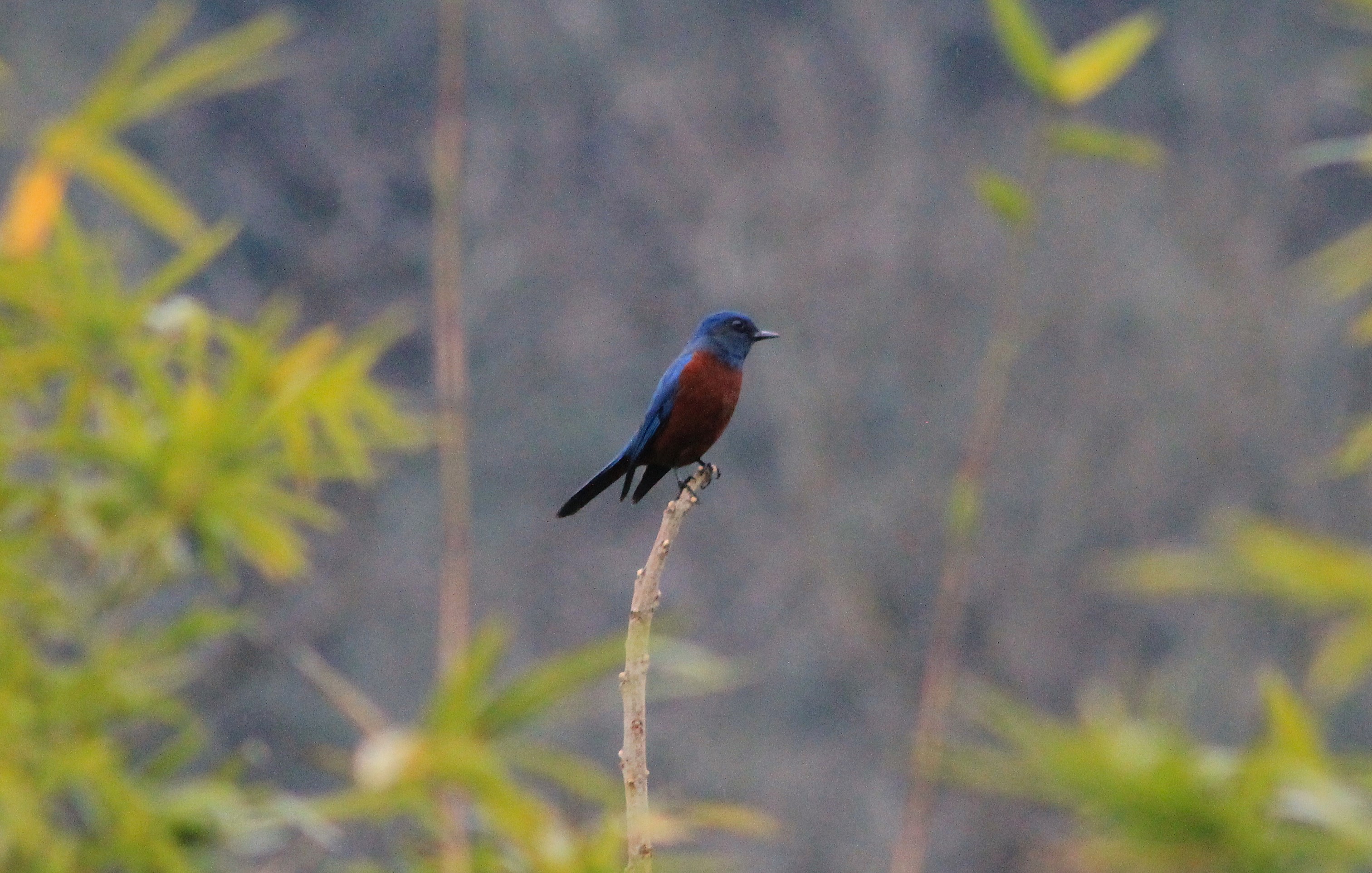 Chestnut-bellied Rock Thrush (Monticola rufiventris)