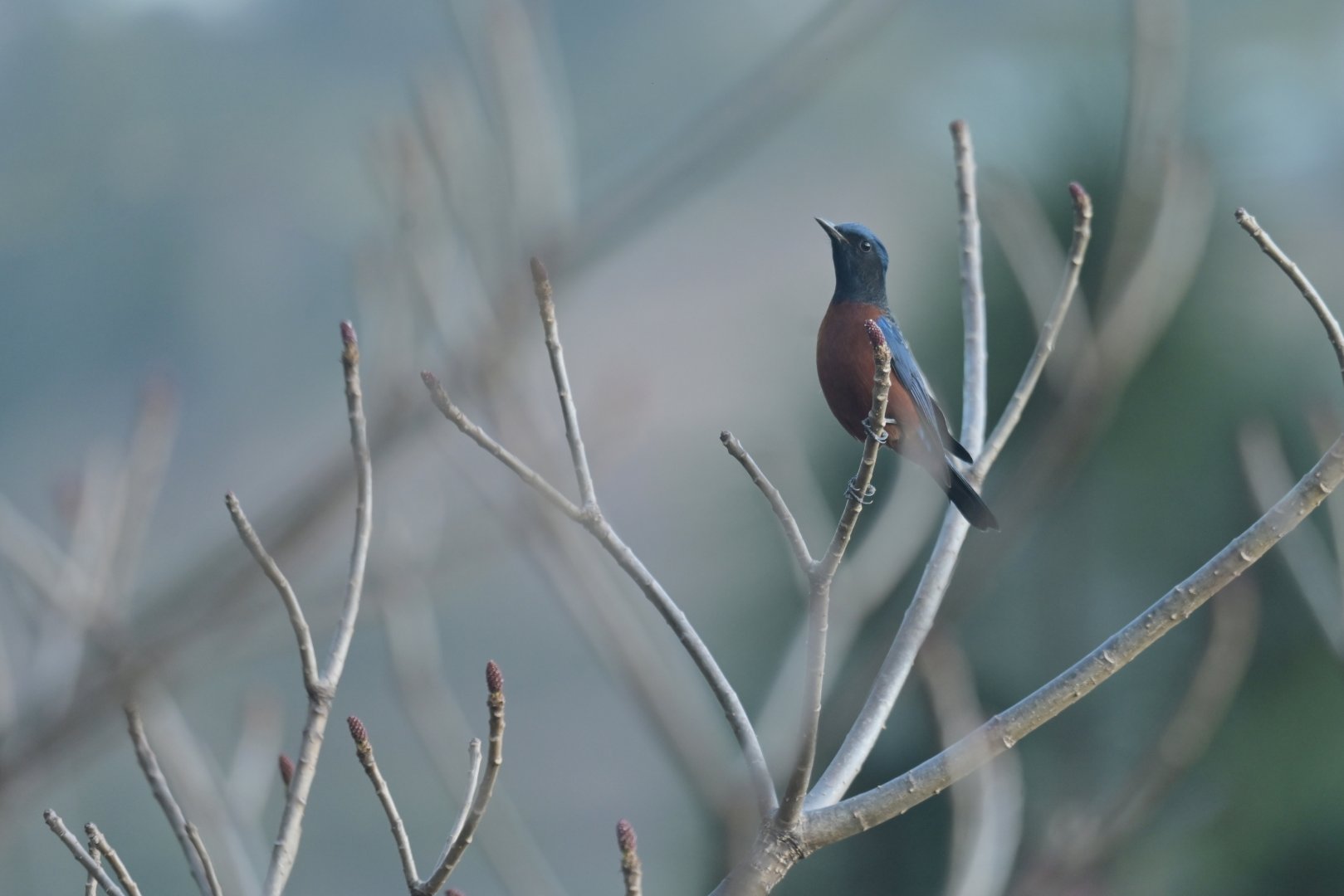 Chestnut-bellied Rock Thrush Monticola rufiventris