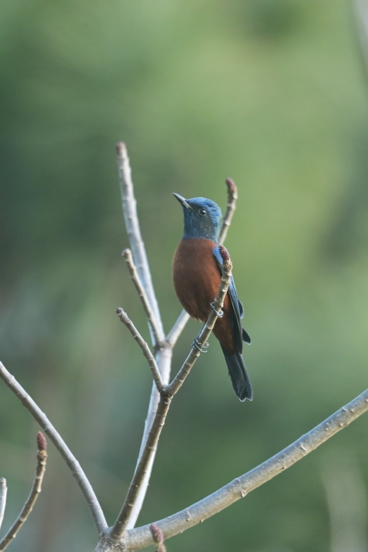 Chestnut-bellied Rock Thrush Monticola rufiventris