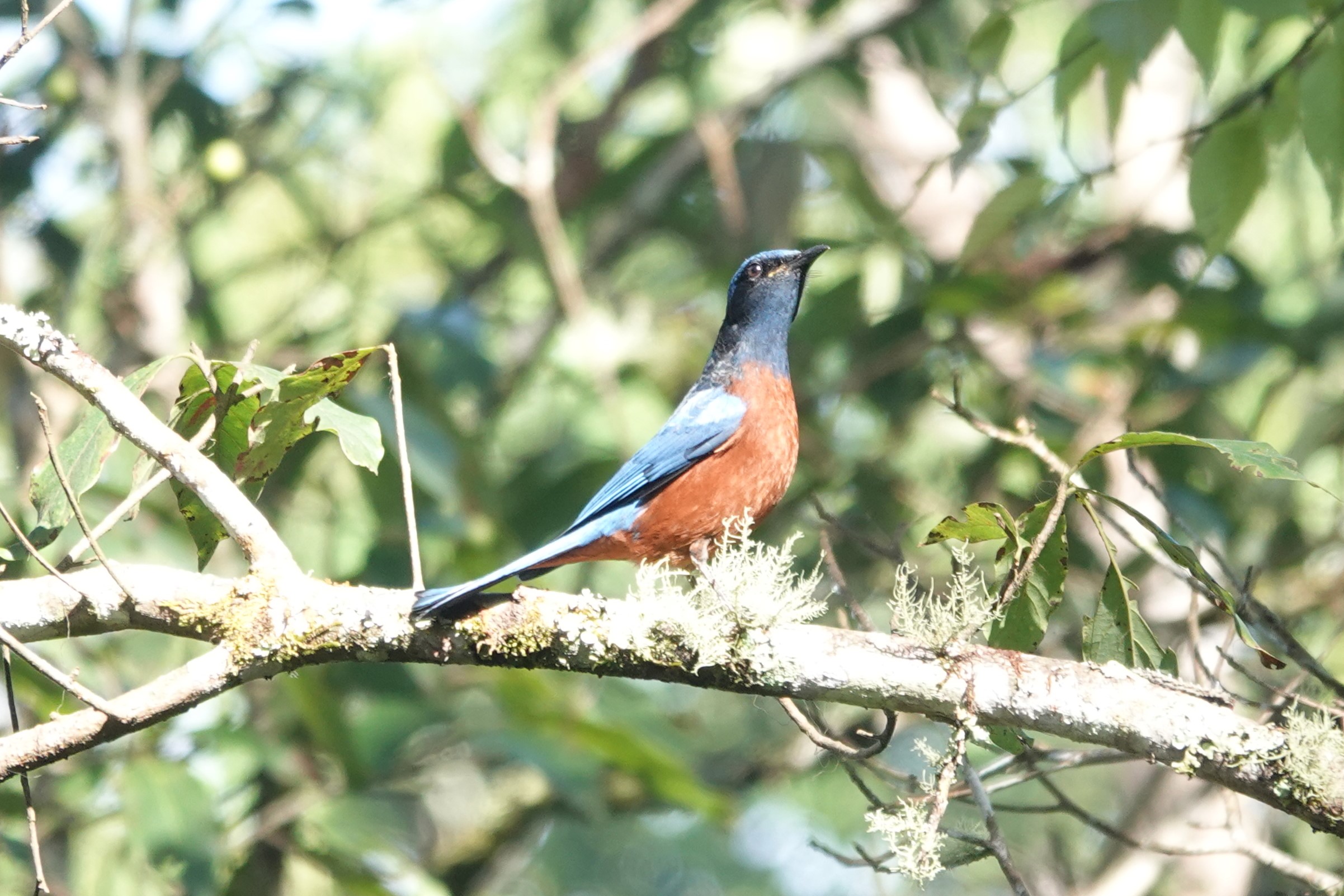 Chestnut-bellied Rock-Thrush