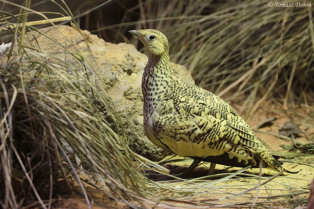 Chestnut-bellied Sandgrouse (Pterocles exustus erlangeri)
