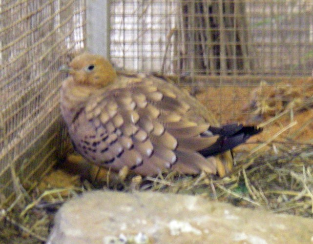 Chestnut-bellied Sandgrouse (Pterocles exustus)