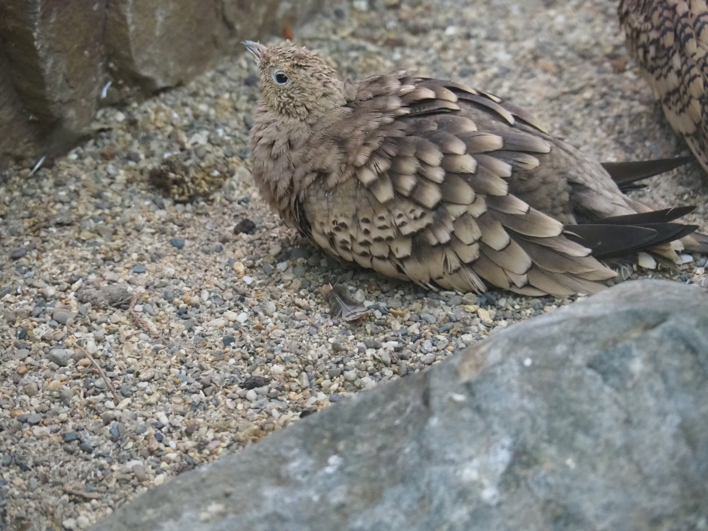 Chestnut-bellied sandgrouse (Pterocles exustus)