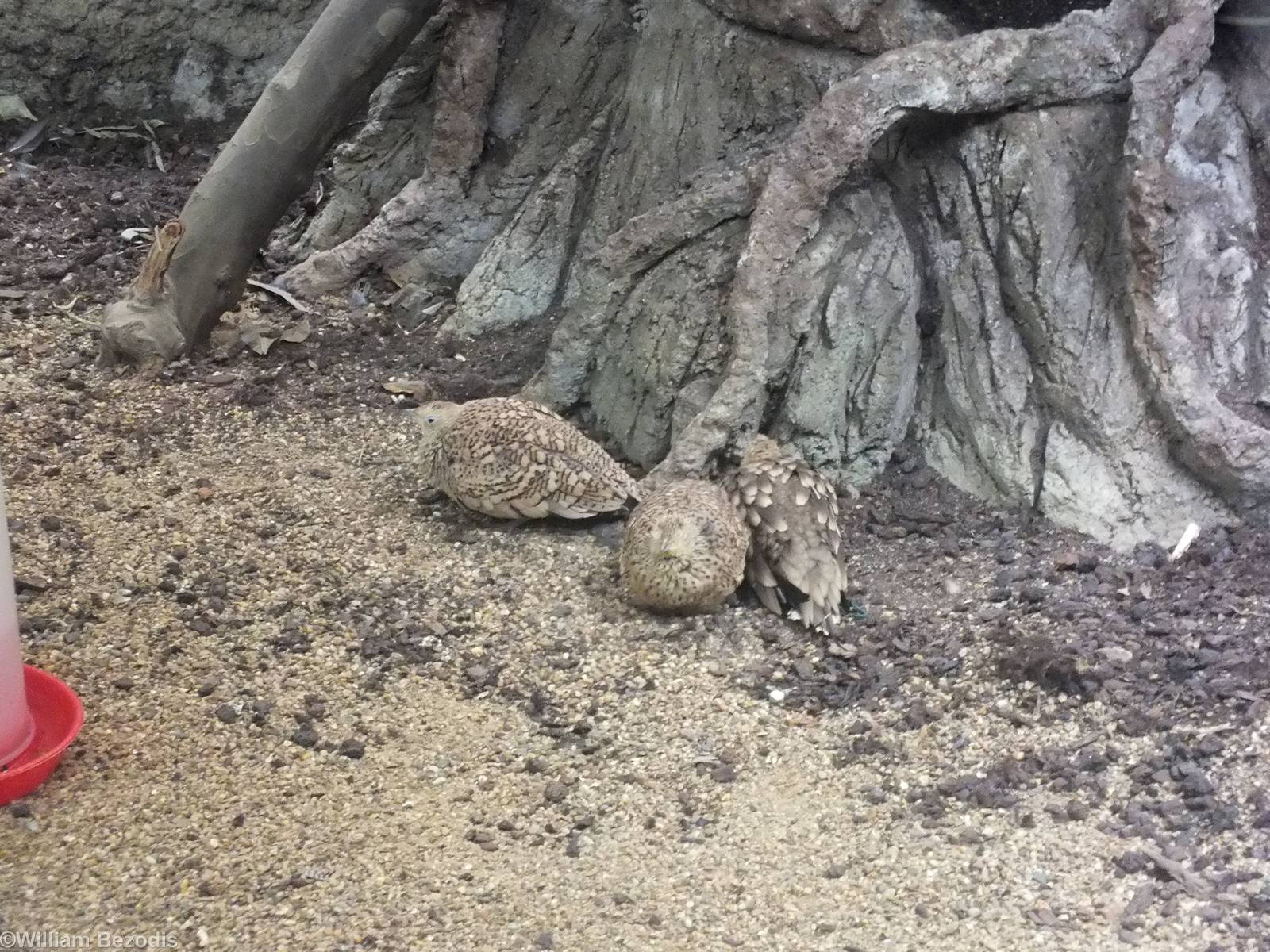 Chestnut-bellied Sandgrouse