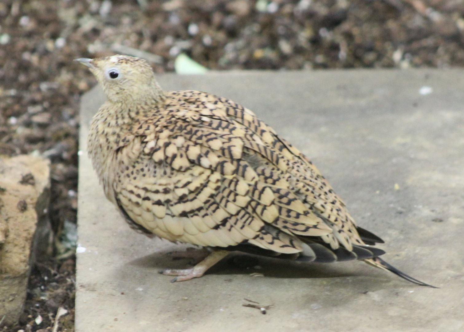 Chestnut-bellied sandgrouse