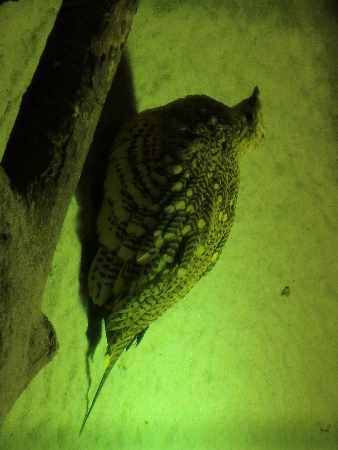 Chestnut-bellied sandgrouse