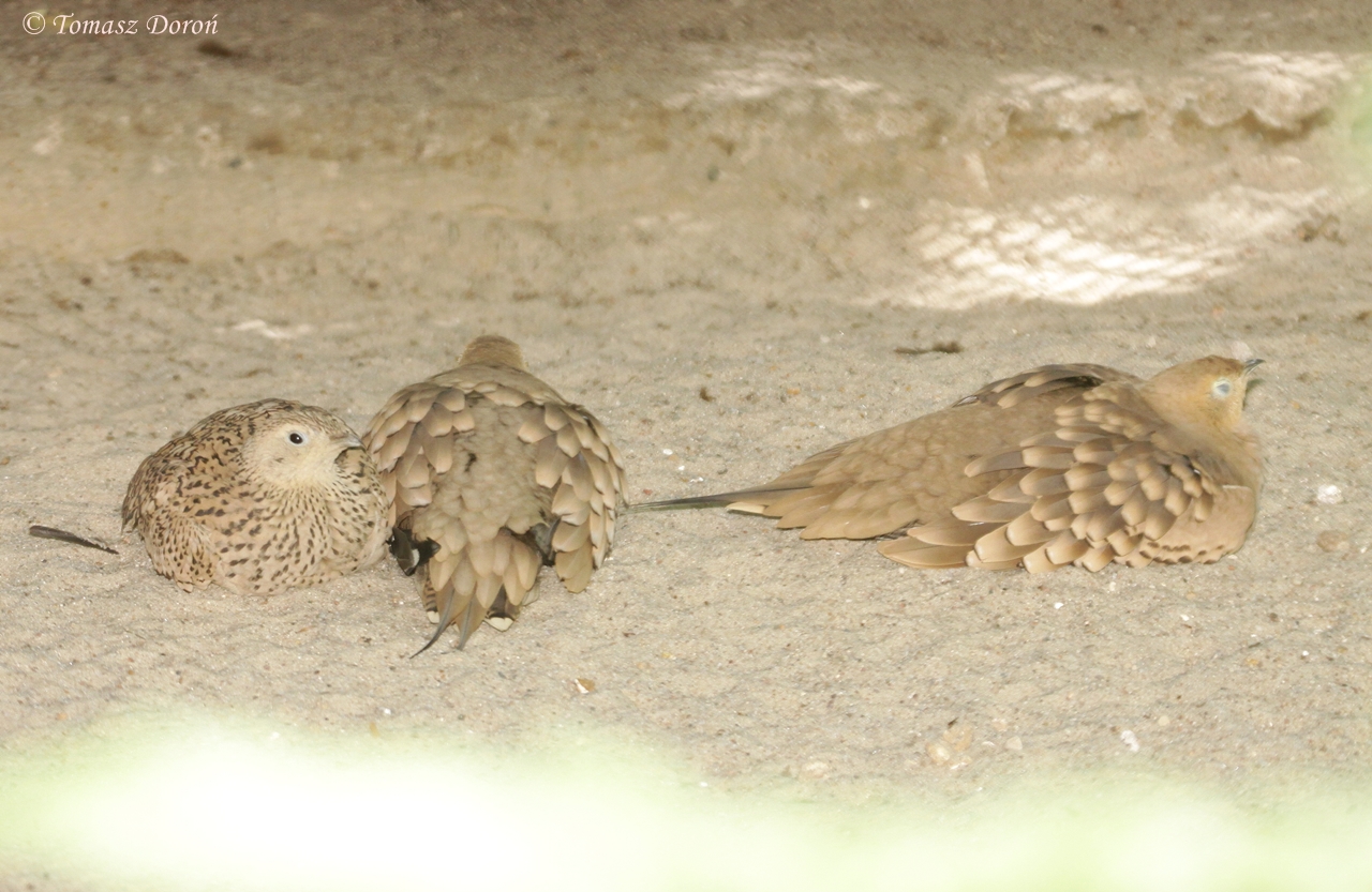 Chestnut-bellied Sandgrouses (Pterocles exustus erlangeri)